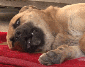 梦见狗把我手里的东西抢走了