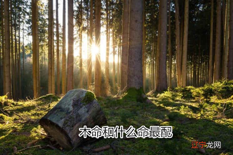 饿水命和饿木命配麽_大林木命_桑柘木命和桑柘木命