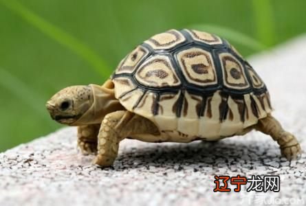 扰人风水堂:关于梦见大乌龟的解法