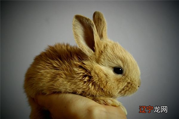 周公解梦：做梦好不好是什么意思？有现实的影响和反应