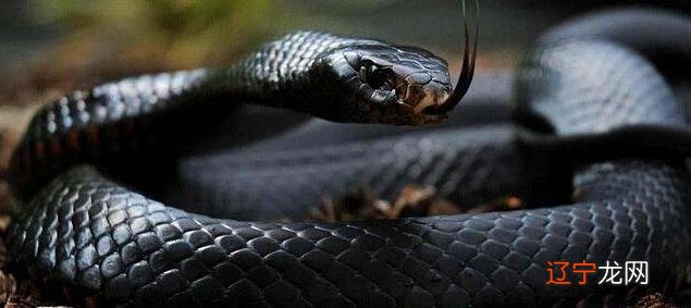 解梦专题:梦见蛇缠身是什么意思