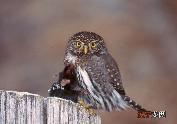 风水堂:命主身旺遇见，便财丰福厚