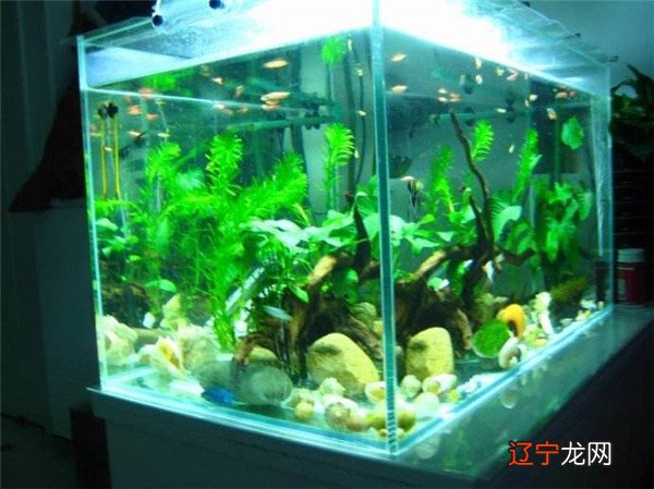 金鱼养几条吉利最招财 室内养金鱼的风水寓意你一定要知道