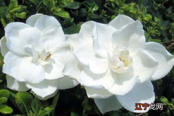 栀子花为啥不吉利