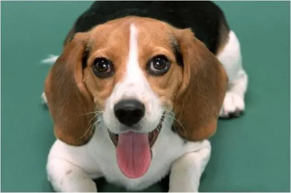 1994年属狗的几月出生最好,94年出生属狗人一生运势如何