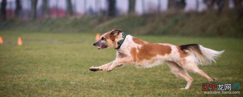 1982年的生肖属狗人2022年感情婚姻运势预测