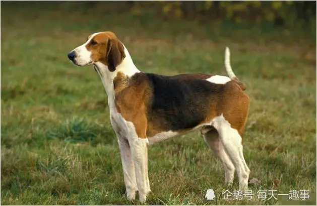 1982年的生肖属狗人2022年感情婚姻运势预测