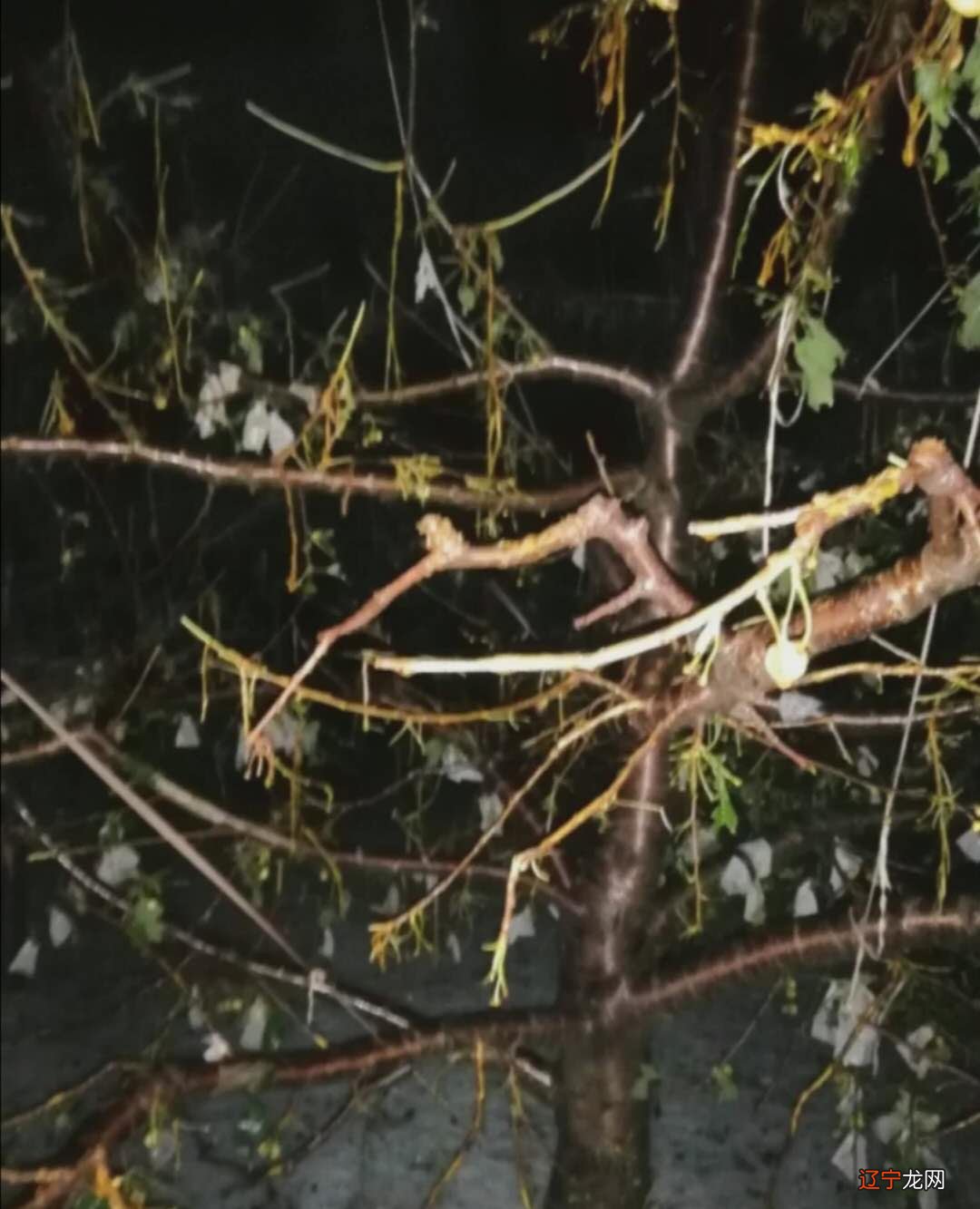 周公解梦：家里逢大难要死人前的预兆