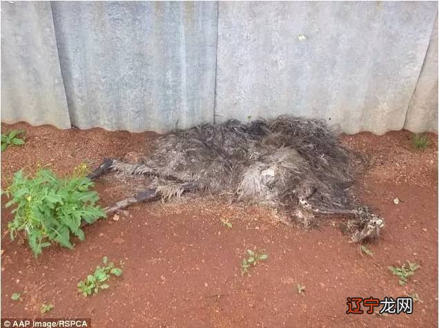 周公解梦：家里逢大难要死人前的预兆