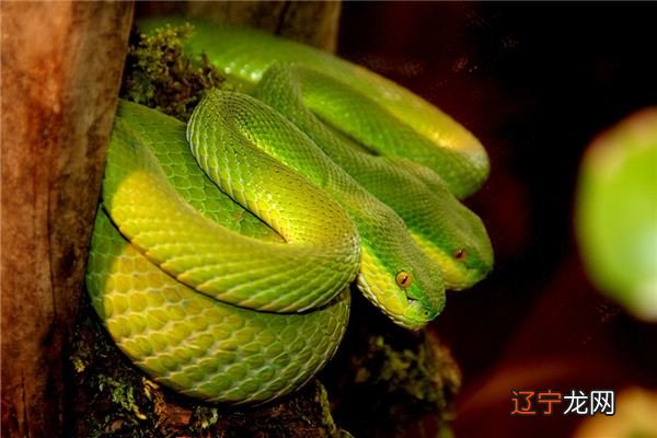 1975属兔人2020年运势2001年属蛇人进入年全年运势义务