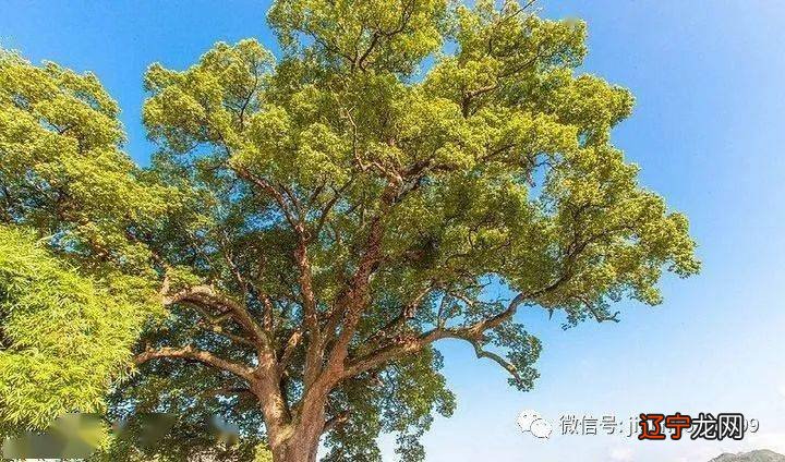 槐树风水是吉还是凶？