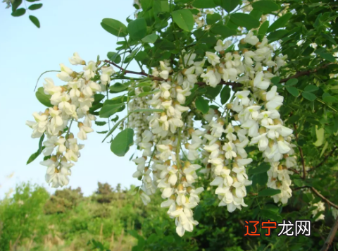 槐树风水是吉还是凶？