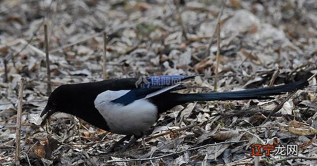 古时候就有一个用喜鹊叫来预兆吉祥或者的说法？