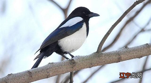 古时候就有一个用喜鹊叫来预兆吉祥或者的说法？