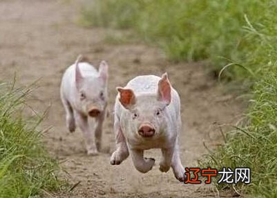 风水堂：梦见猪是什么预兆？