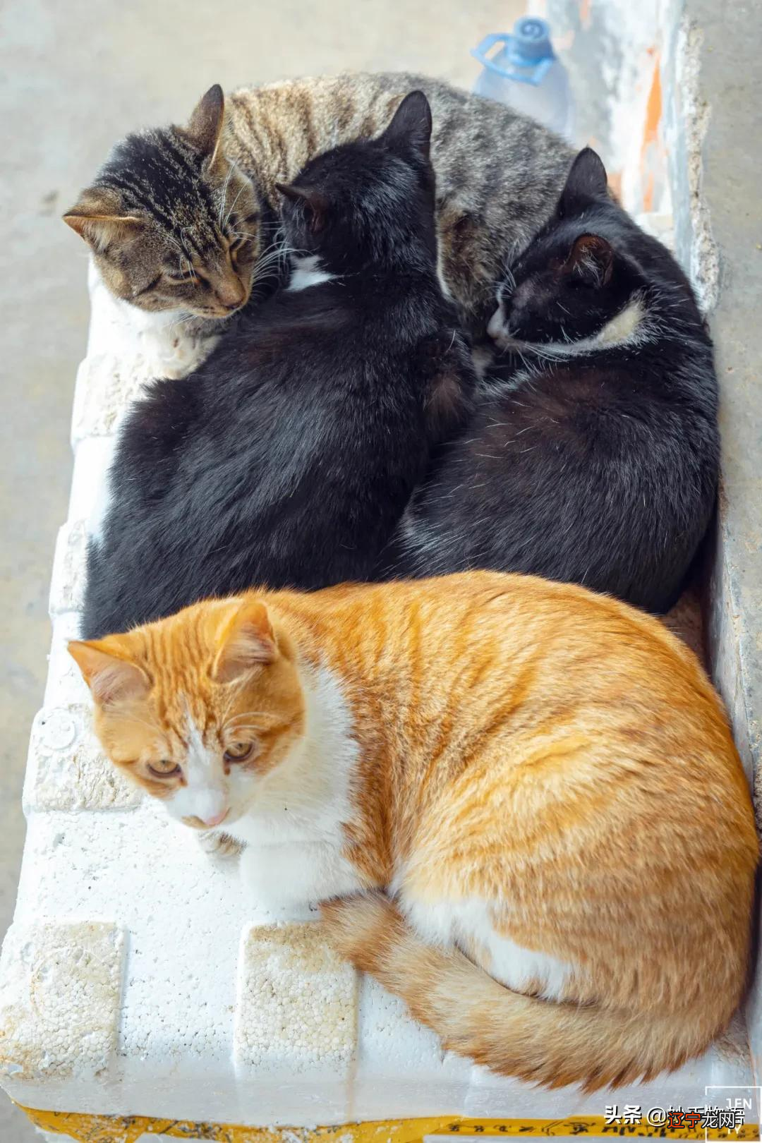 求助:年底拜拜,武汉寺院哪家灵?