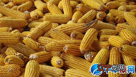 风水堂:梦中看见长有玉米嫩苗,预示幸福