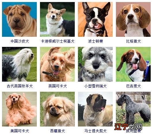 九月属狗的起名字注意什么 女孩名字属水寓意又好