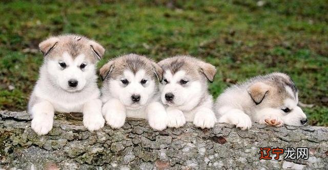 九月属狗的起名字注意什么 女孩名字属水寓意又好