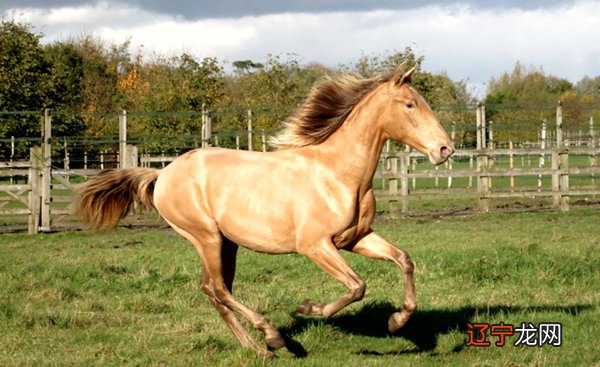 2002年属马的和什么属相最配