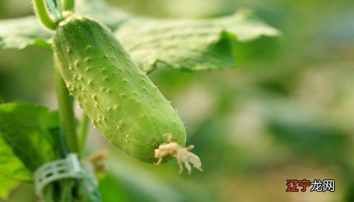 是什么意思有什么预兆？甜瓜预示着你的运势很好