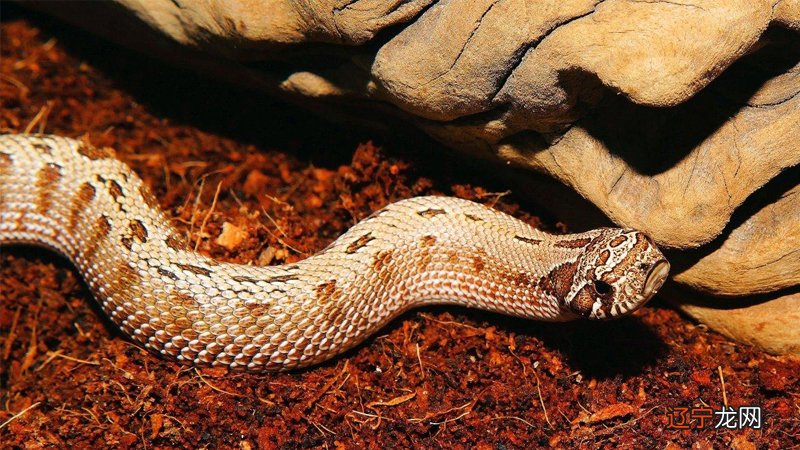 梦见此事 预示你将要发大财