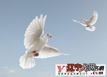 风水堂:梦见白鸽子说明了什么