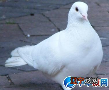风水堂:梦见白鸽子说明了什么