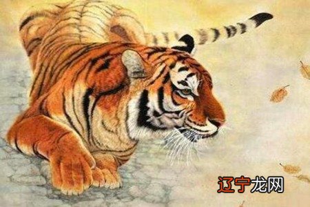 属虎的今年多少岁?2022年生肖虎事业感情运势