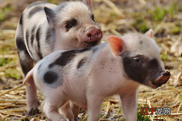 属猪1995年生肖猪和什么生肖最配从生肖看婚姻