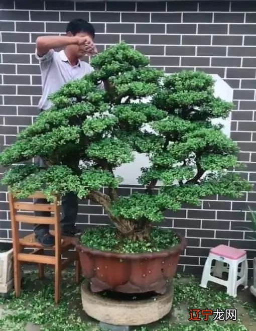 在农村自建房时房前屋后哪些树不能种?种树风水注意事项介绍