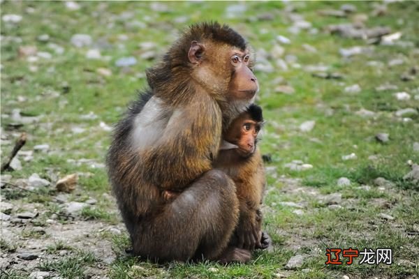 十二生肖中，属猴的和什么属相最配排行榜揭秘
