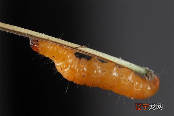 女人梦见满地都是蛆虫是什么意思