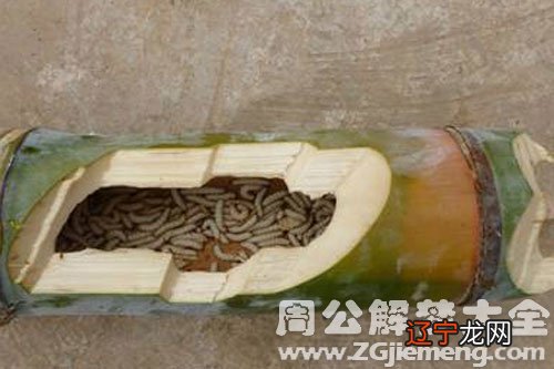 女人梦见满地都是蛆虫是什么意思