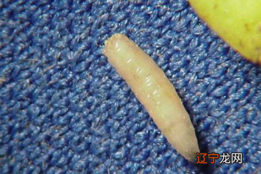 已婚妇女梦见蛆虫