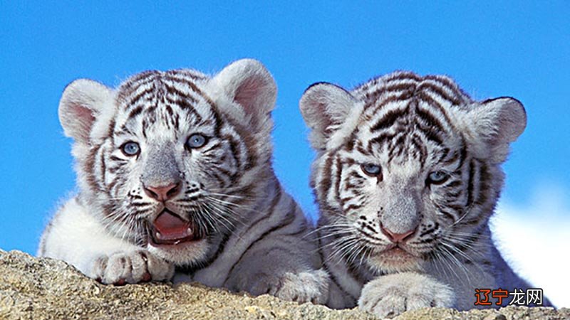 刚出生宝宝的小名,好听洋气洋气好听好听又文雅!