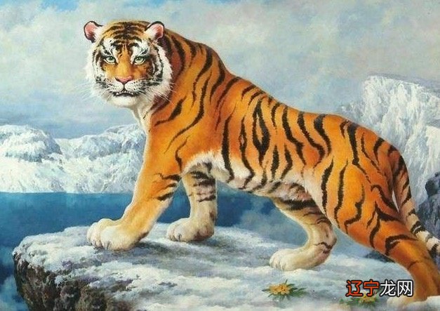 属虎人出生月、日、时的命运