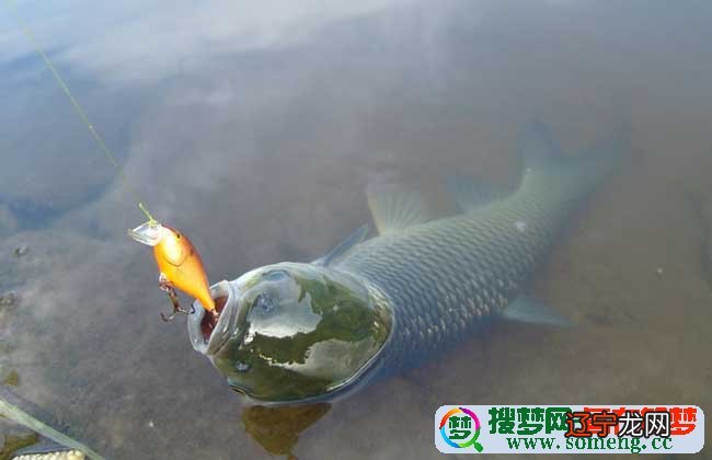 梦见在水里抓鱼