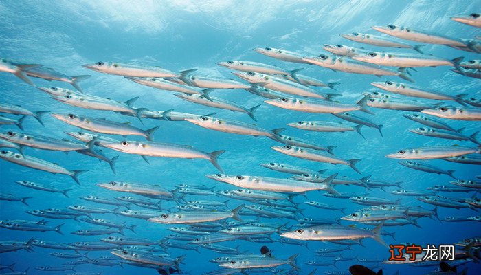 梦见用手抓小鱼