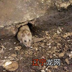 鼠年,介绍下克苏鲁神话中的老鼠们