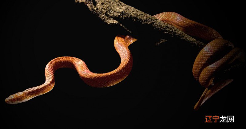 周公解梦女人梦见好多蛇,女人梦见一堆蛇好不好