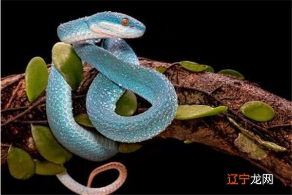 周公解梦女人梦见好多蛇,女人梦见一堆蛇好不好