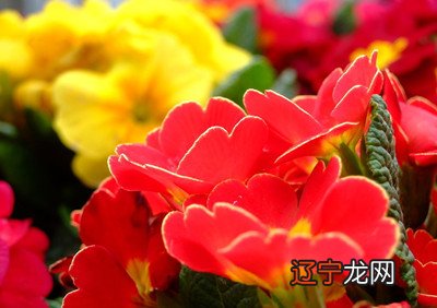 慈世堂:梦见鲜花盛开,预示你会交好运和发财