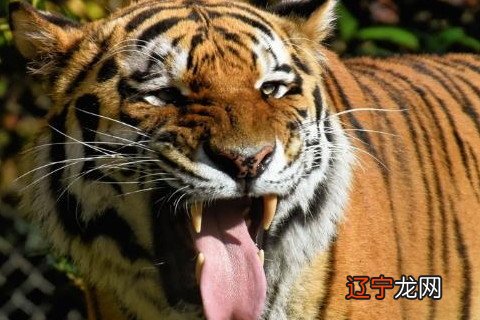 72岁属虎人本命年送什么礼物好 赠送礼物驱除霉运