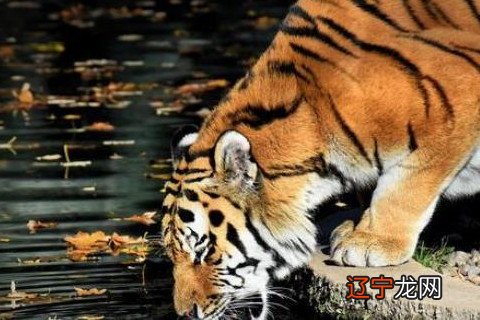 72岁属虎人本命年送什么礼物好 赠送礼物驱除霉运