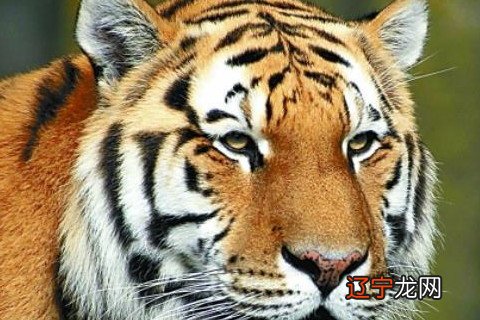 72岁属虎人本命年送什么礼物好 赠送礼物驱除霉运