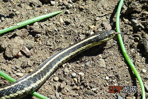 风水堂:孕妇梦见杀蛇预示着什么