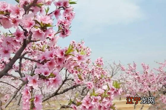 八字咸池是什么意思