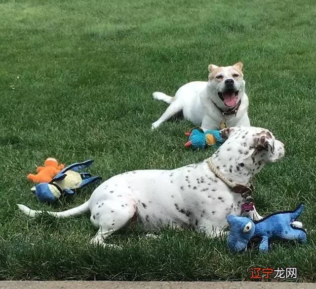 小编风水堂:1958年出生属进山之狗的人