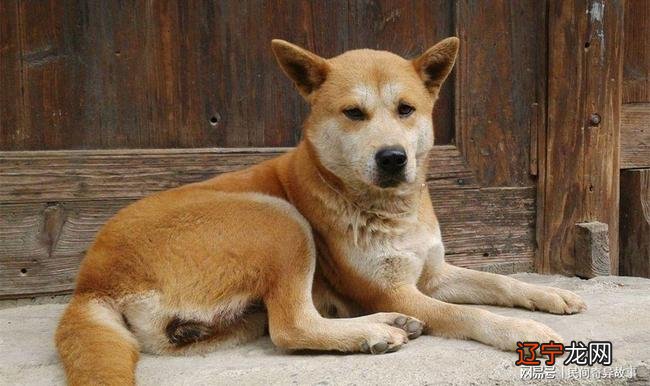 小编风水堂：1958年出生属进山之狗的人